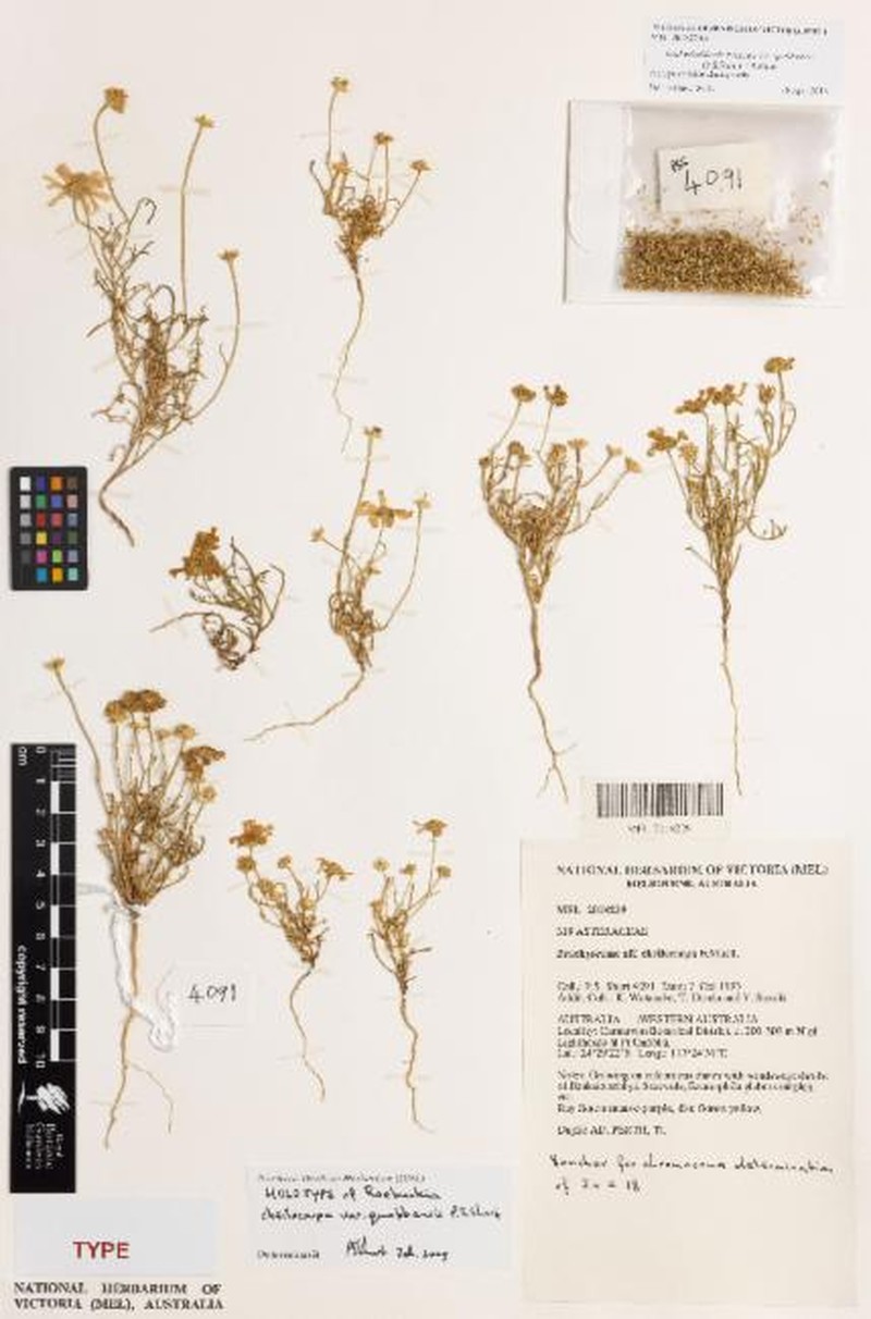 Roebuckiella cheilocarpa var. quobbensis