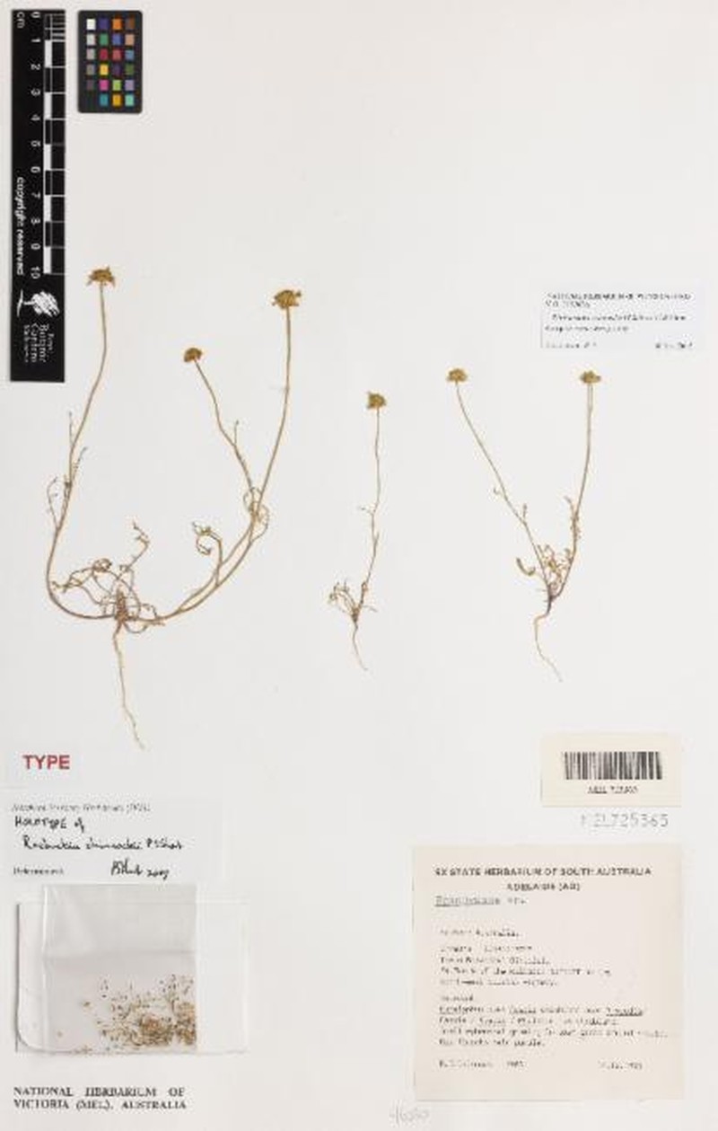 Roebuckiella chinnockii