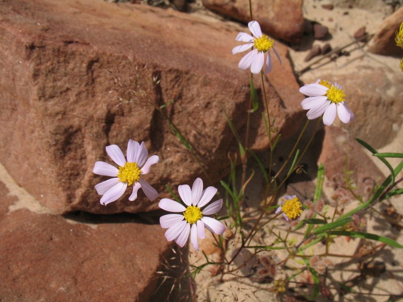Roebuckiella ciliocarpa