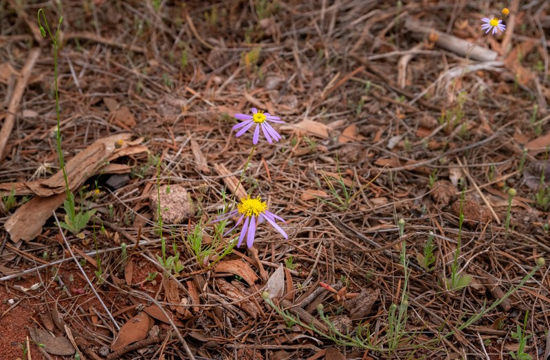 Roebuckiella ciliocarpa photo 2