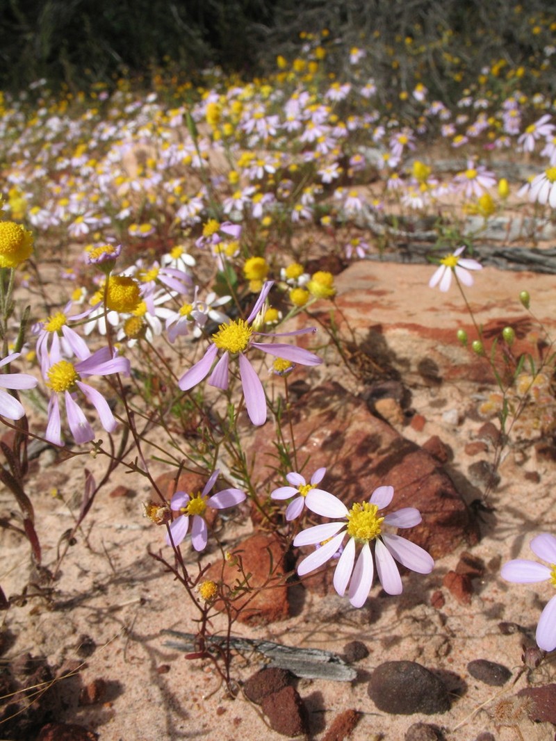 Roebuckiella ciliocarpa photo 3