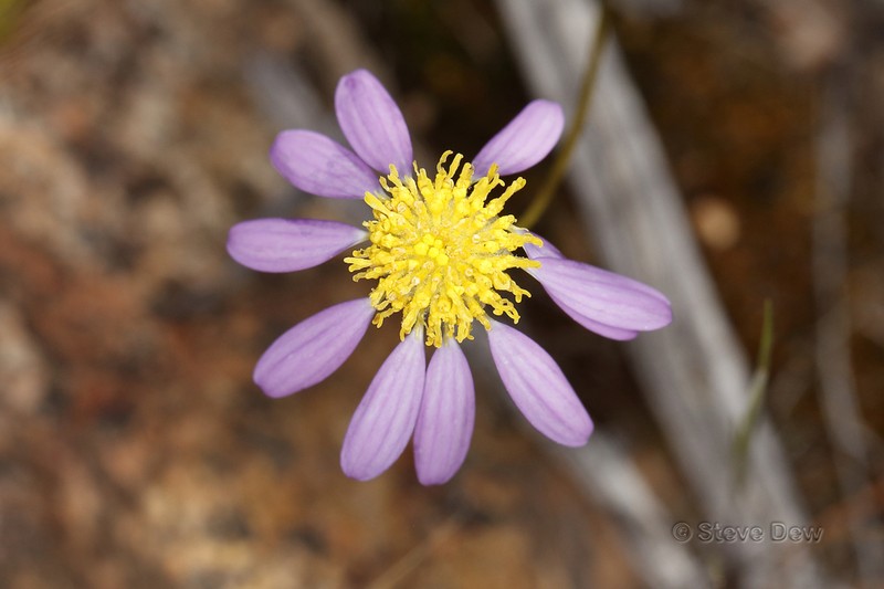 Roebuckiella ciliocarpa photo 4
