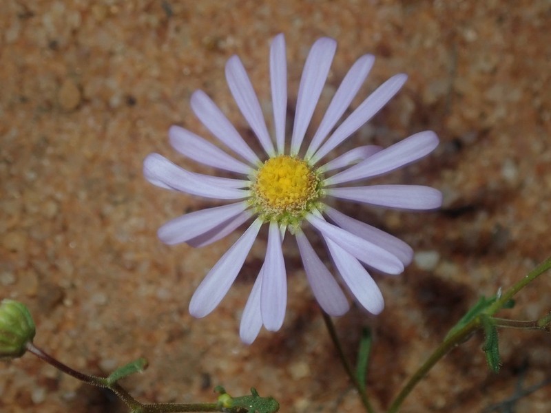 Roebuckiella ciliocarpa photo 5