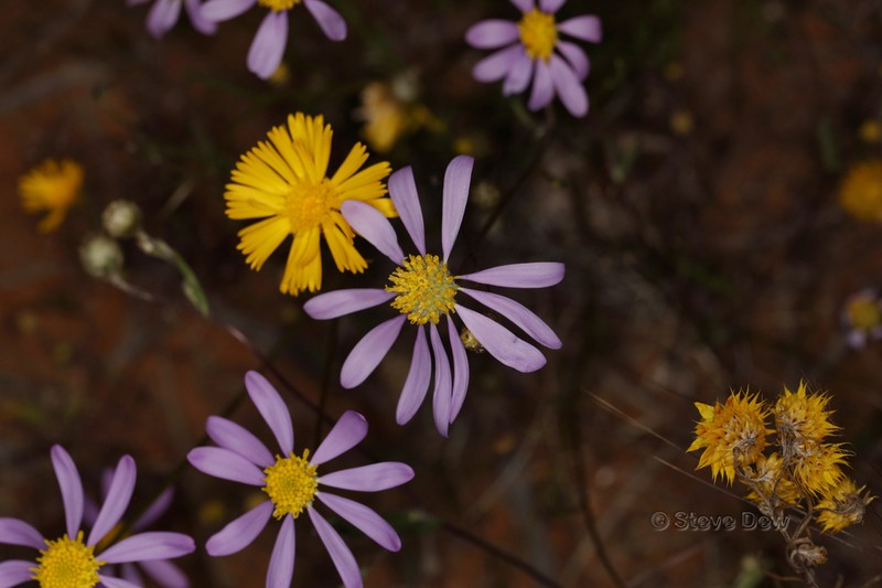 Roebuckiella ciliocarpa photo 6
