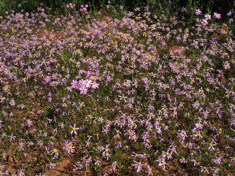 Roebuckiella ciliocarpa photo 8