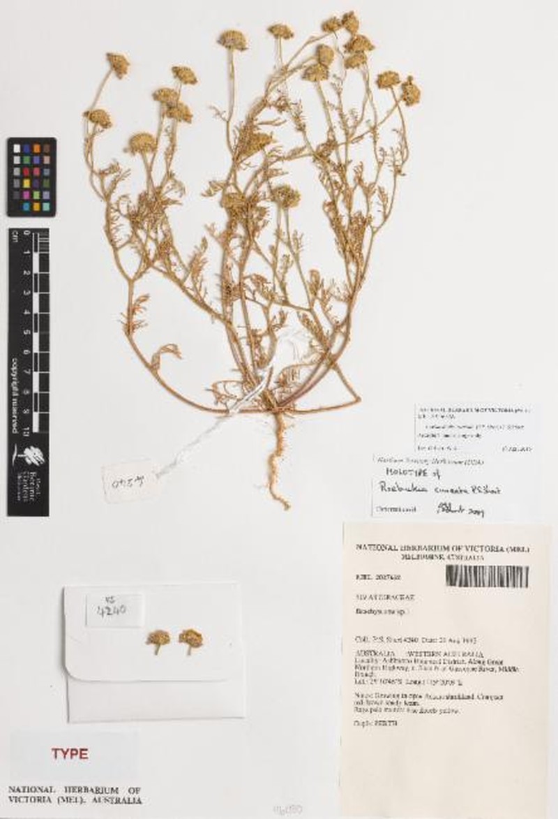 Roebuckiella cuneata