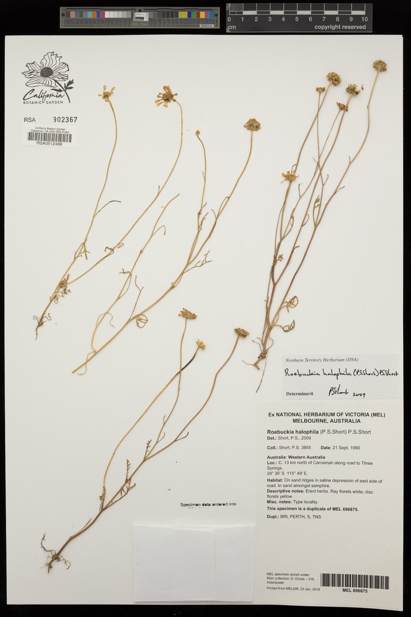 Roebuckiella halophila