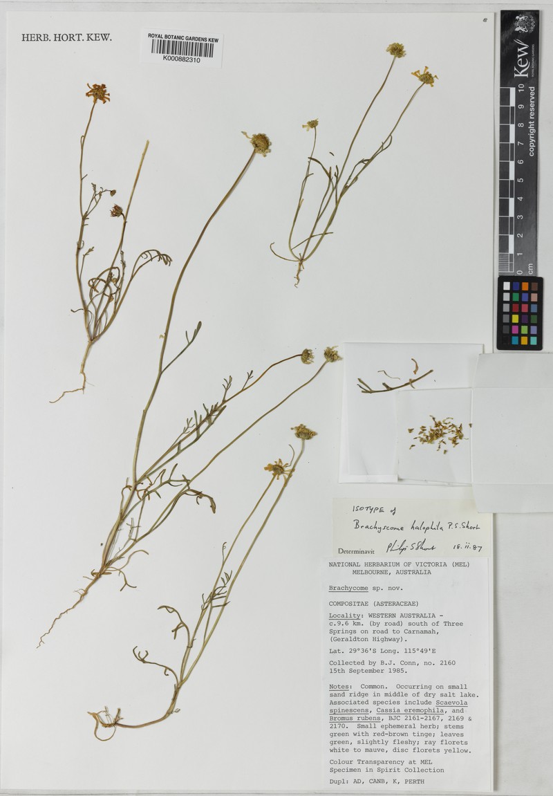 Roebuckiella halophila photo 2