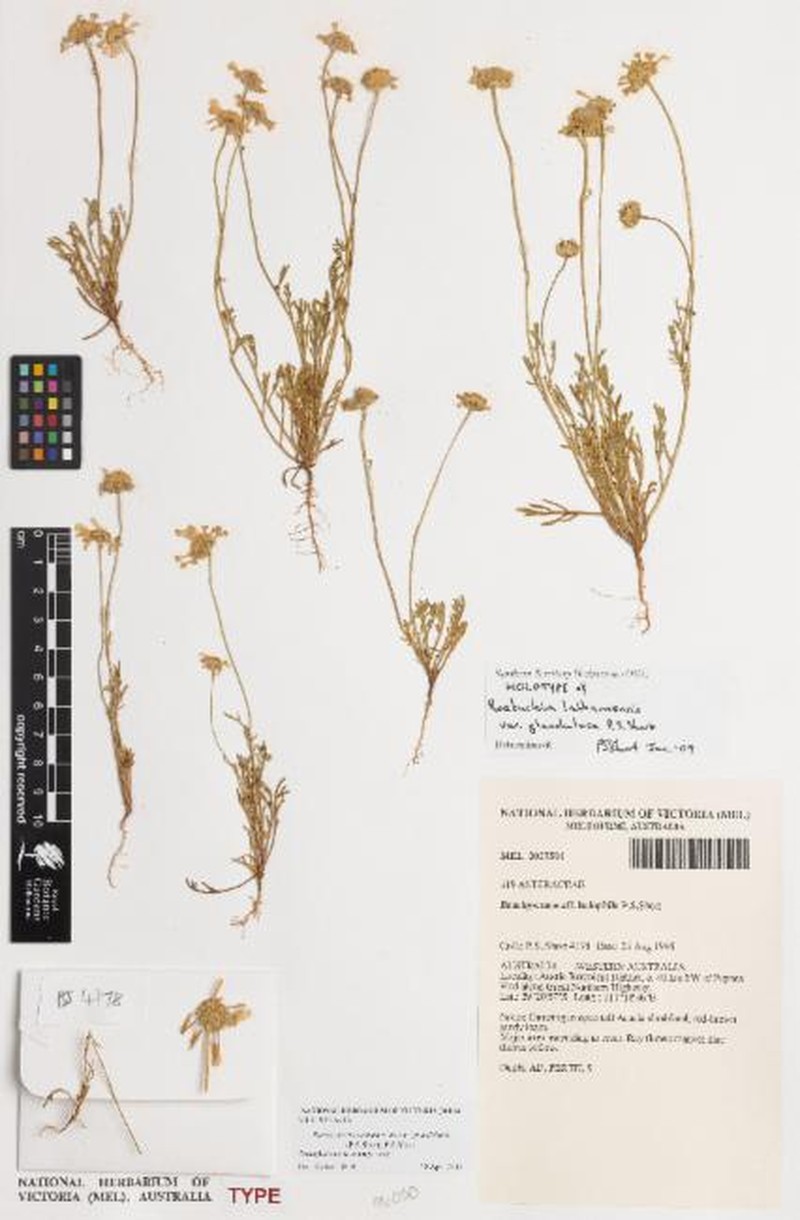 Roebuckiella lathamensis