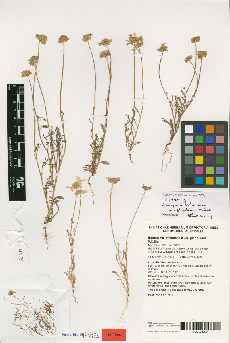 Roebuckiella lathamensis photo 2