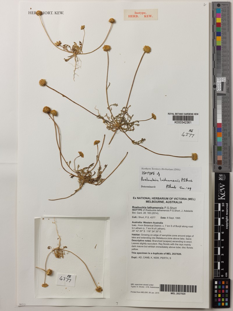 Roebuckiella lathamensis photo 3