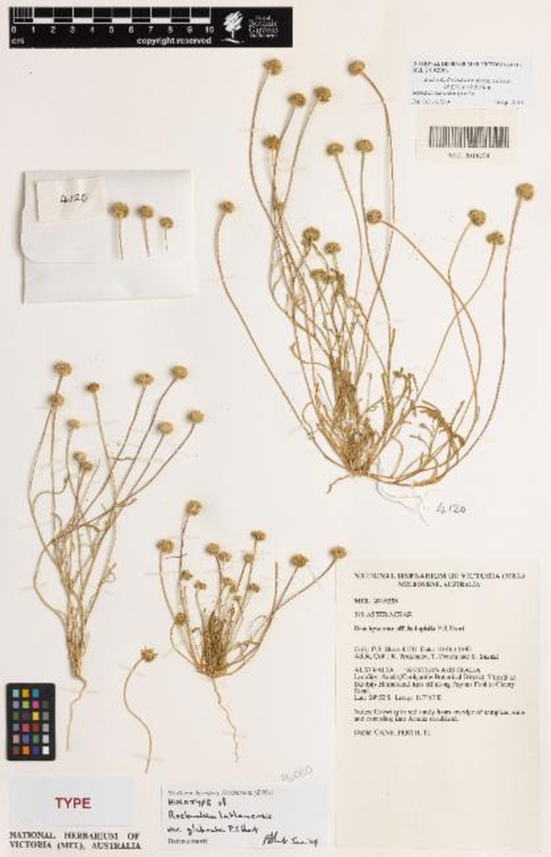 Roebuckiella lathamensis var. glabrata