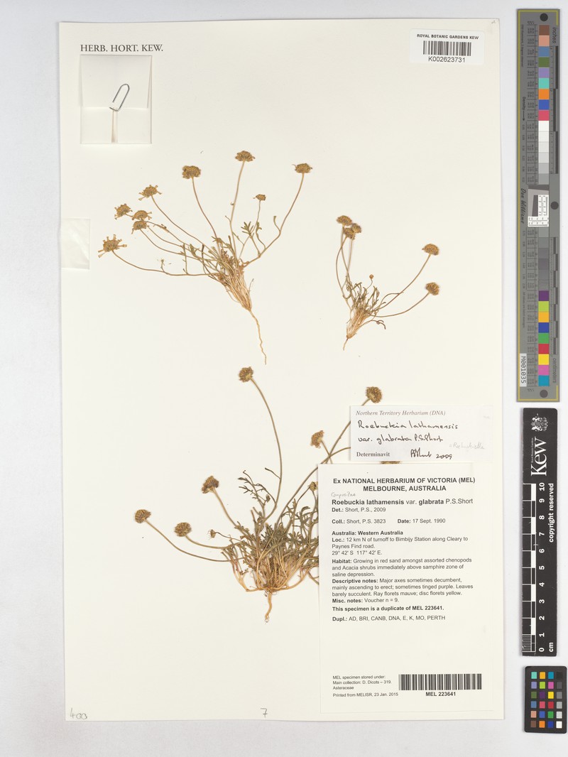 Roebuckiella lathamensis var. glabrata photo 2