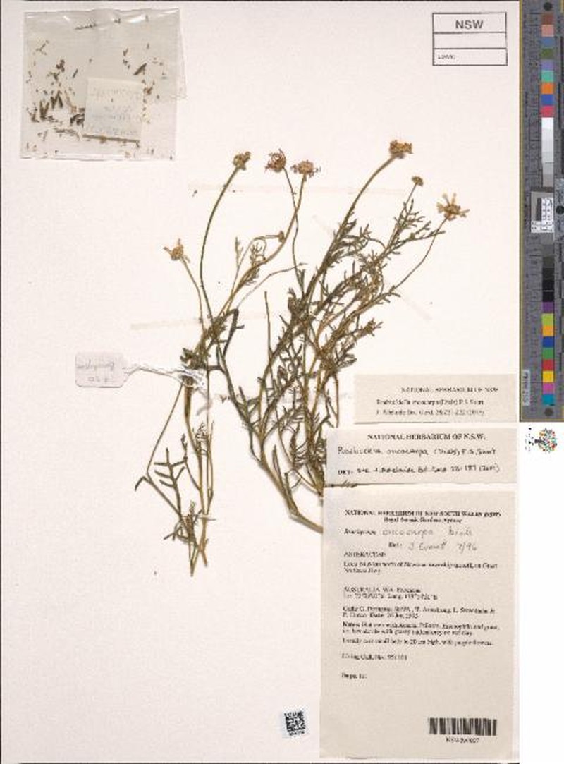Roebuckiella oncocarpa photo 2