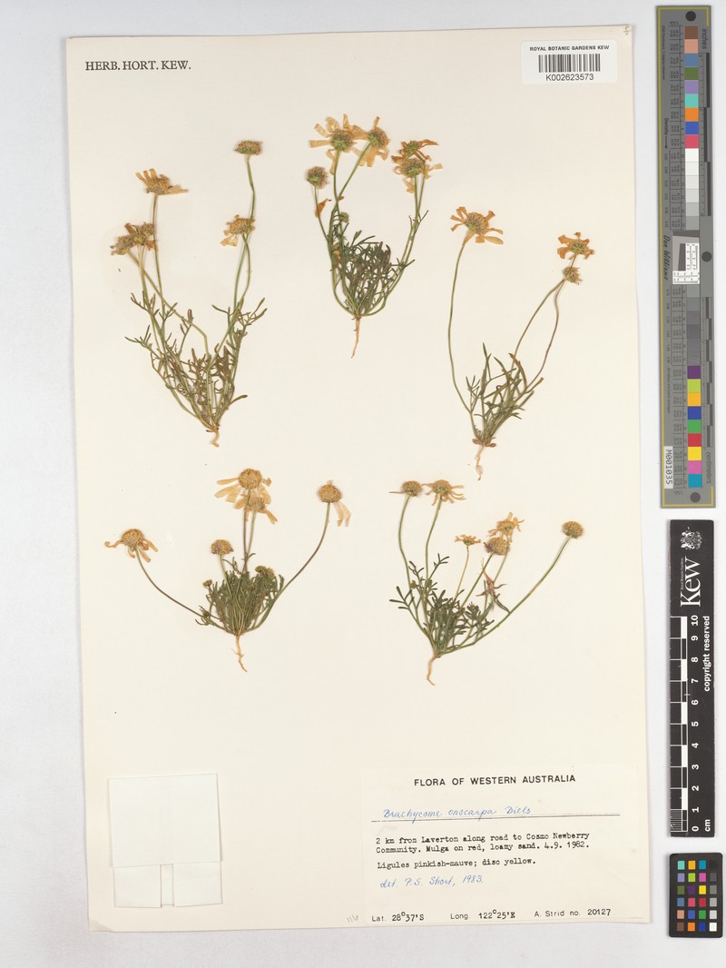Roebuckiella oncocarpa photo 3