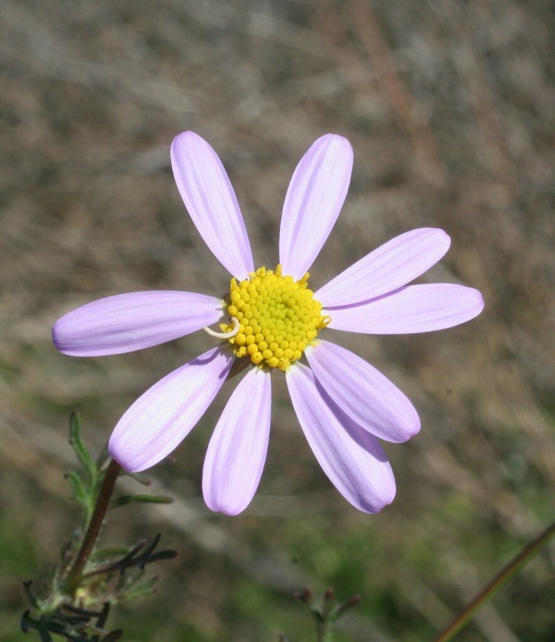 Roebuckiella similis photo 3