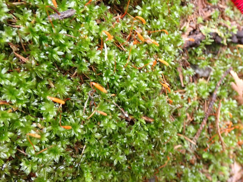 Roell's Moss
