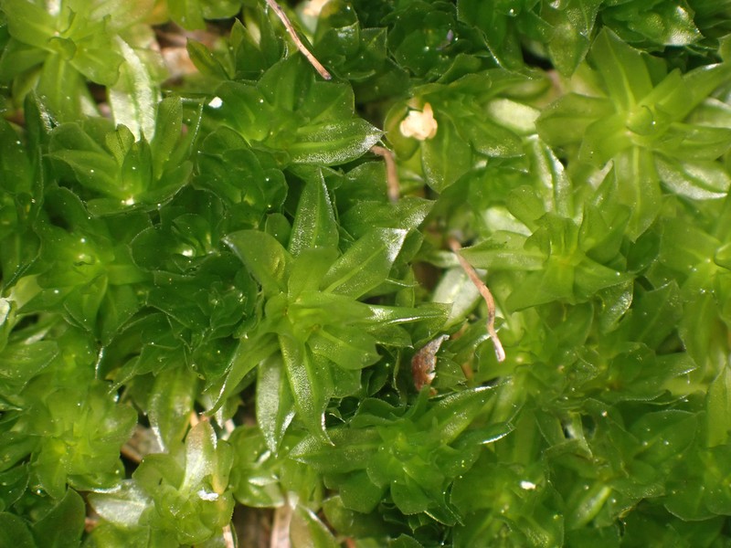 Roell's Moss photo 2