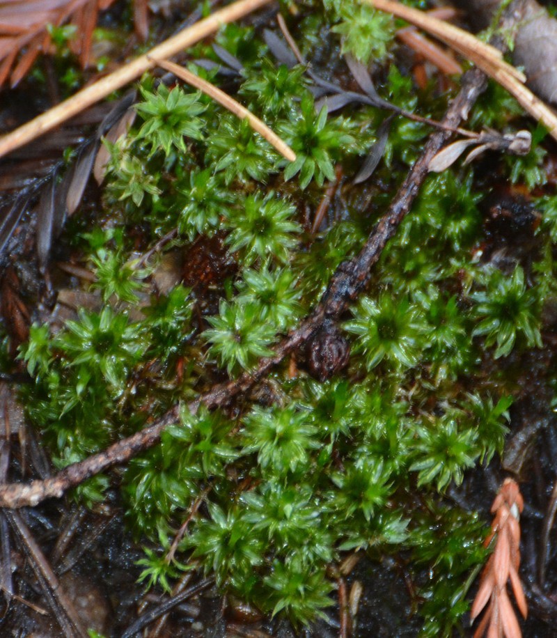 Roell's Moss photo 3