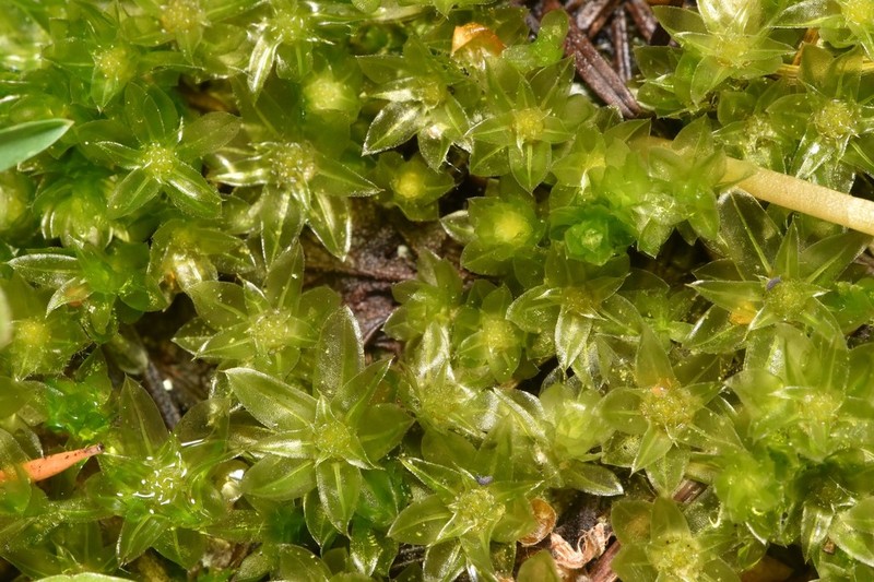 Roell's Moss photo 4