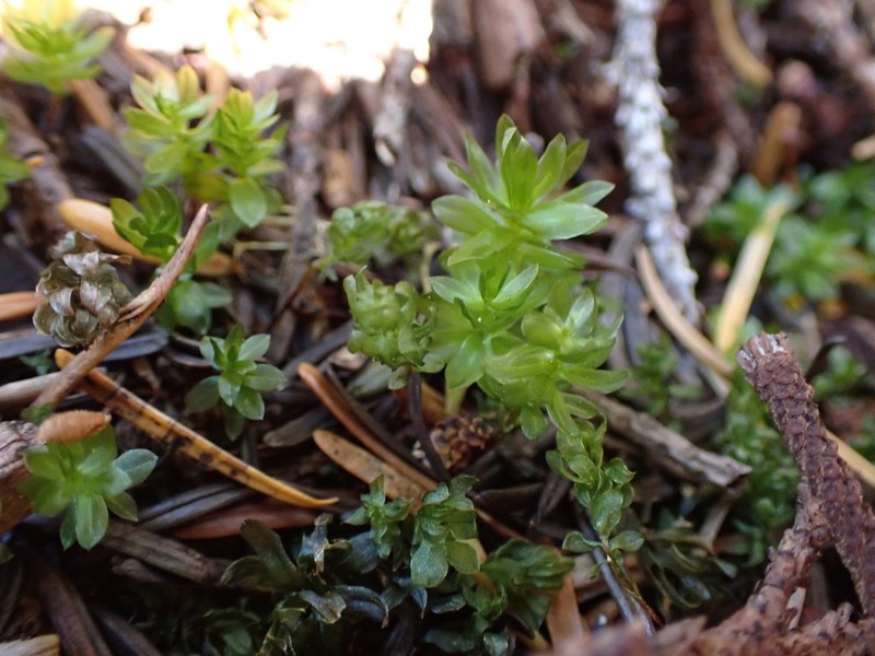 Roell's Moss photo 5