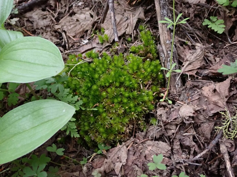 Roell's Moss photo 6