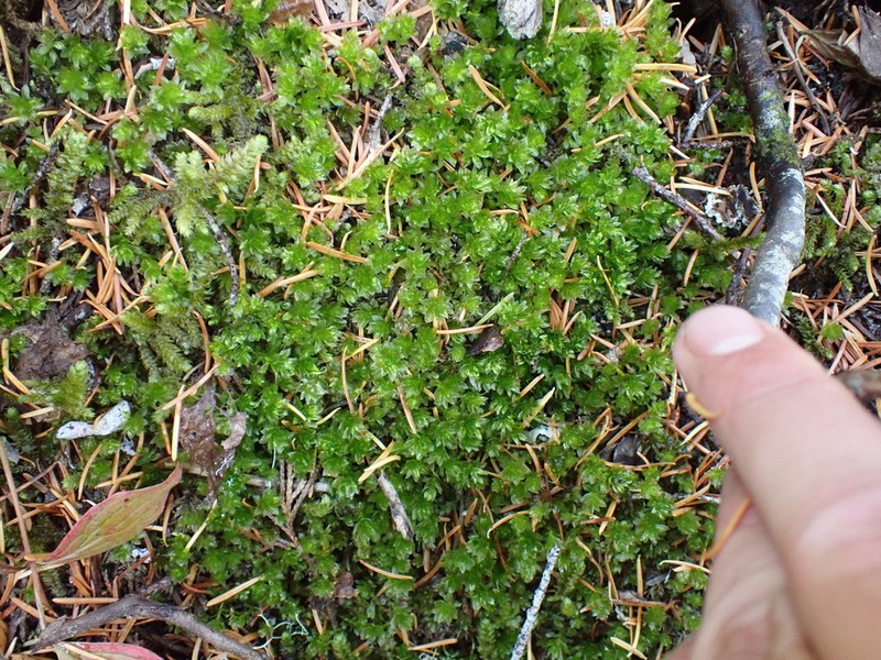 Roell's Moss photo 7