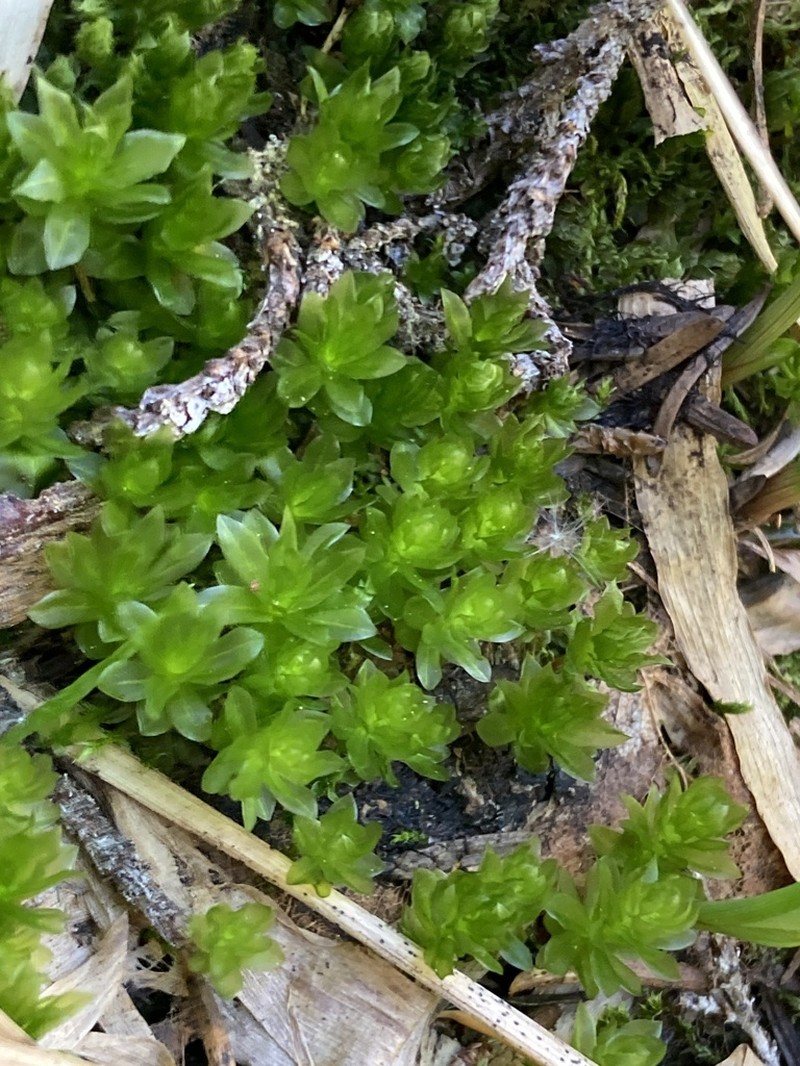 Roell's Moss photo 8