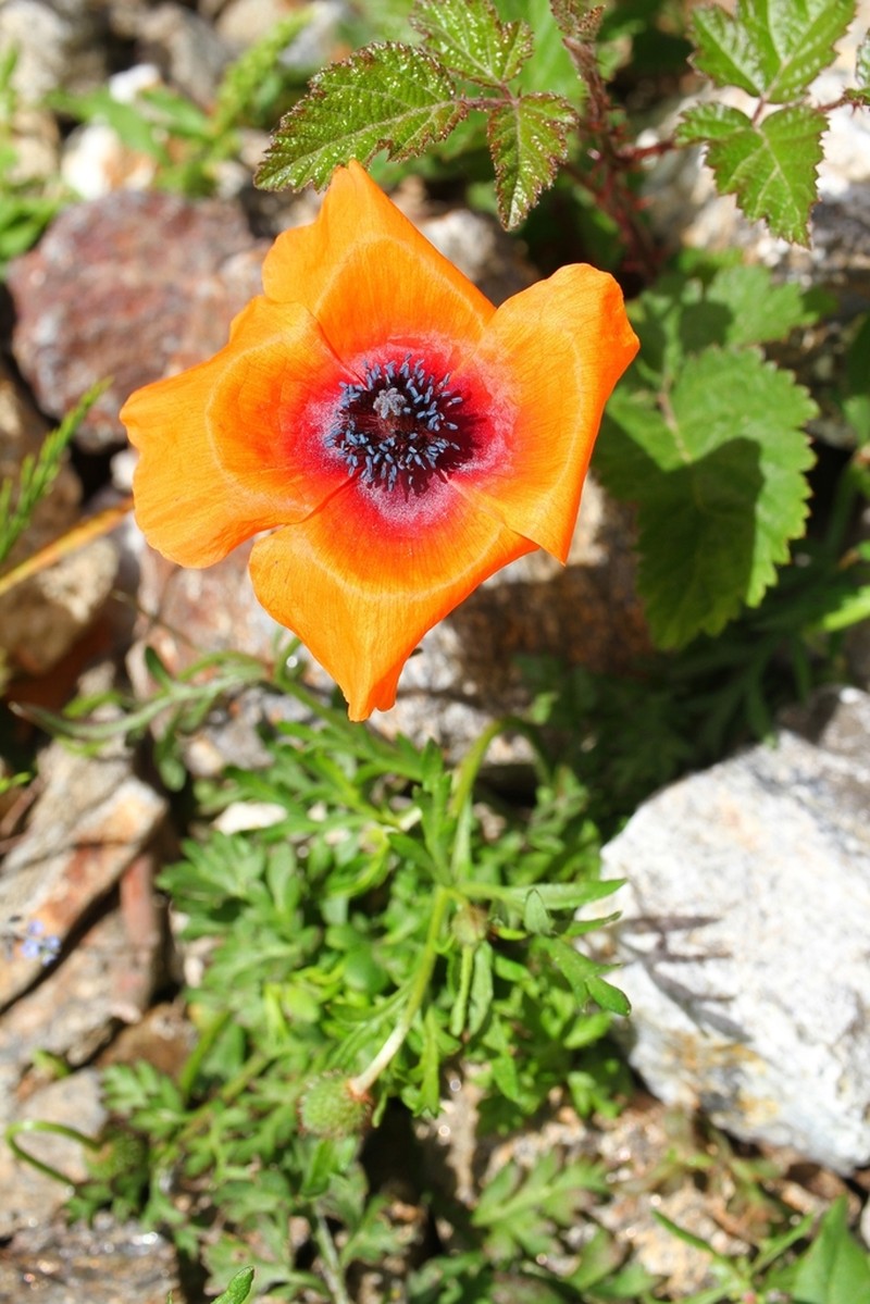 Roemeria apula