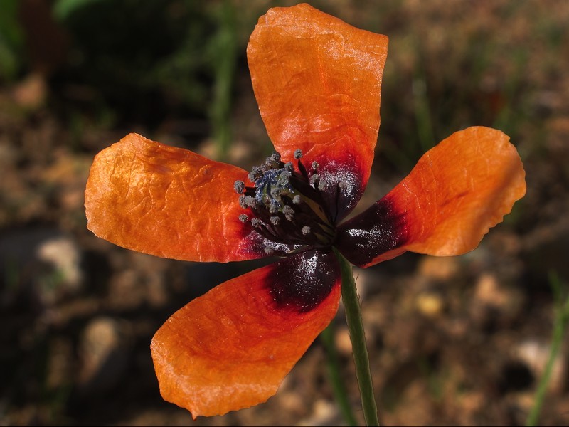 Long Pricklyhead Poppy