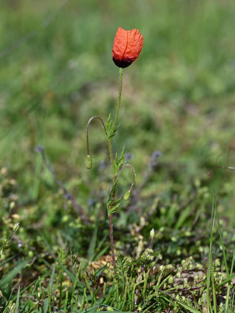 Long Pricklyhead Poppy photo 5