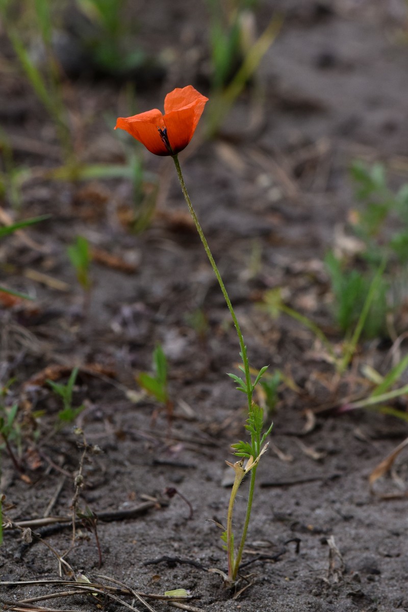Long Pricklyhead Poppy photo 6