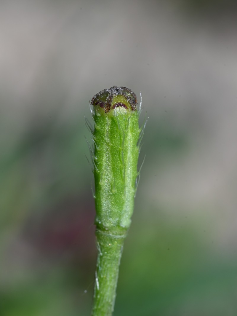Long Pricklyhead Poppy photo 7