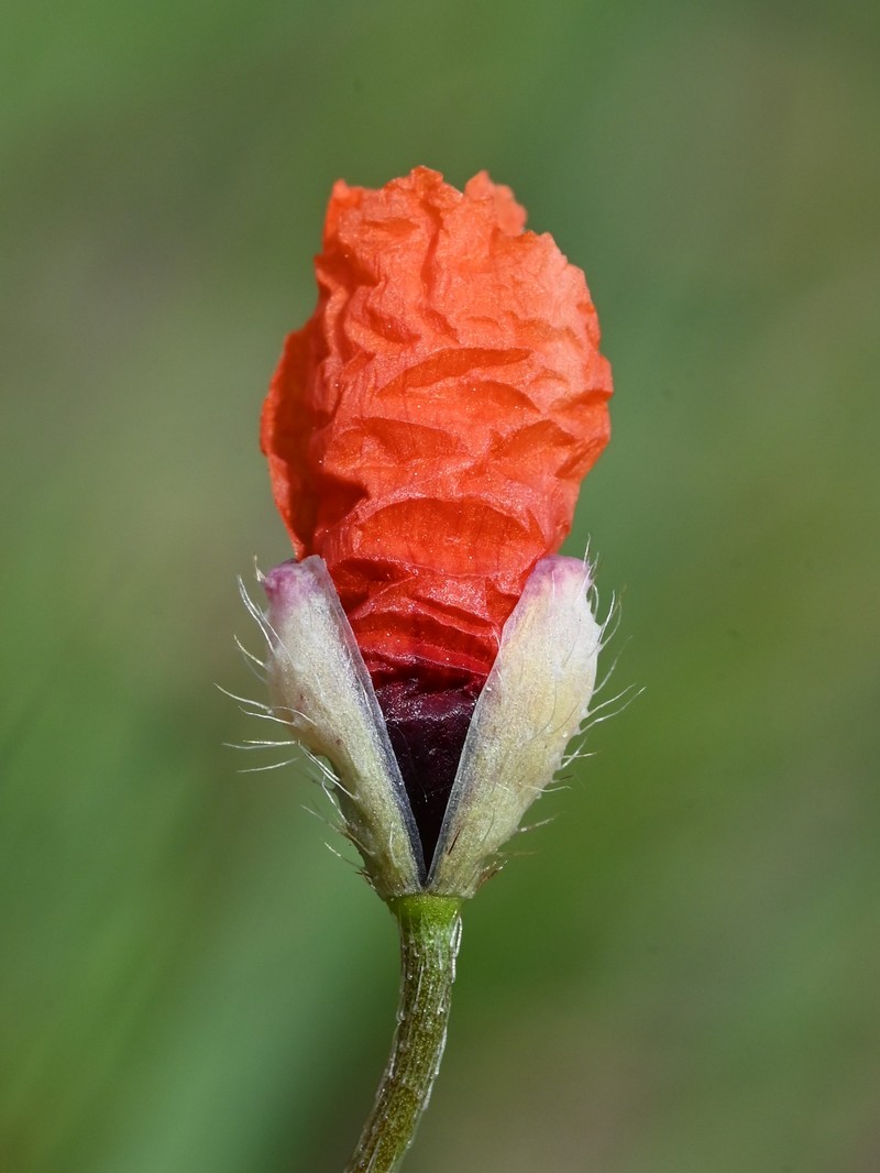 Long Pricklyhead Poppy photo 8