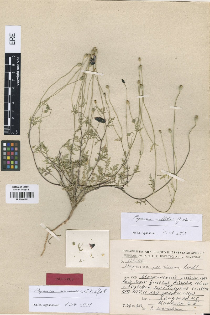 Roemeria armenii