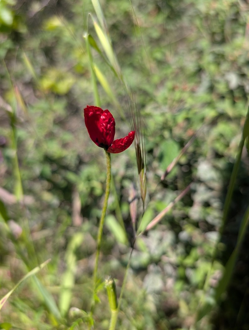 Roemeria meiklei photo 2