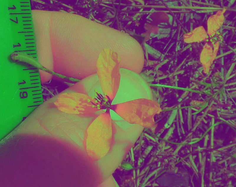 Roemeria nigrotincta photo 6