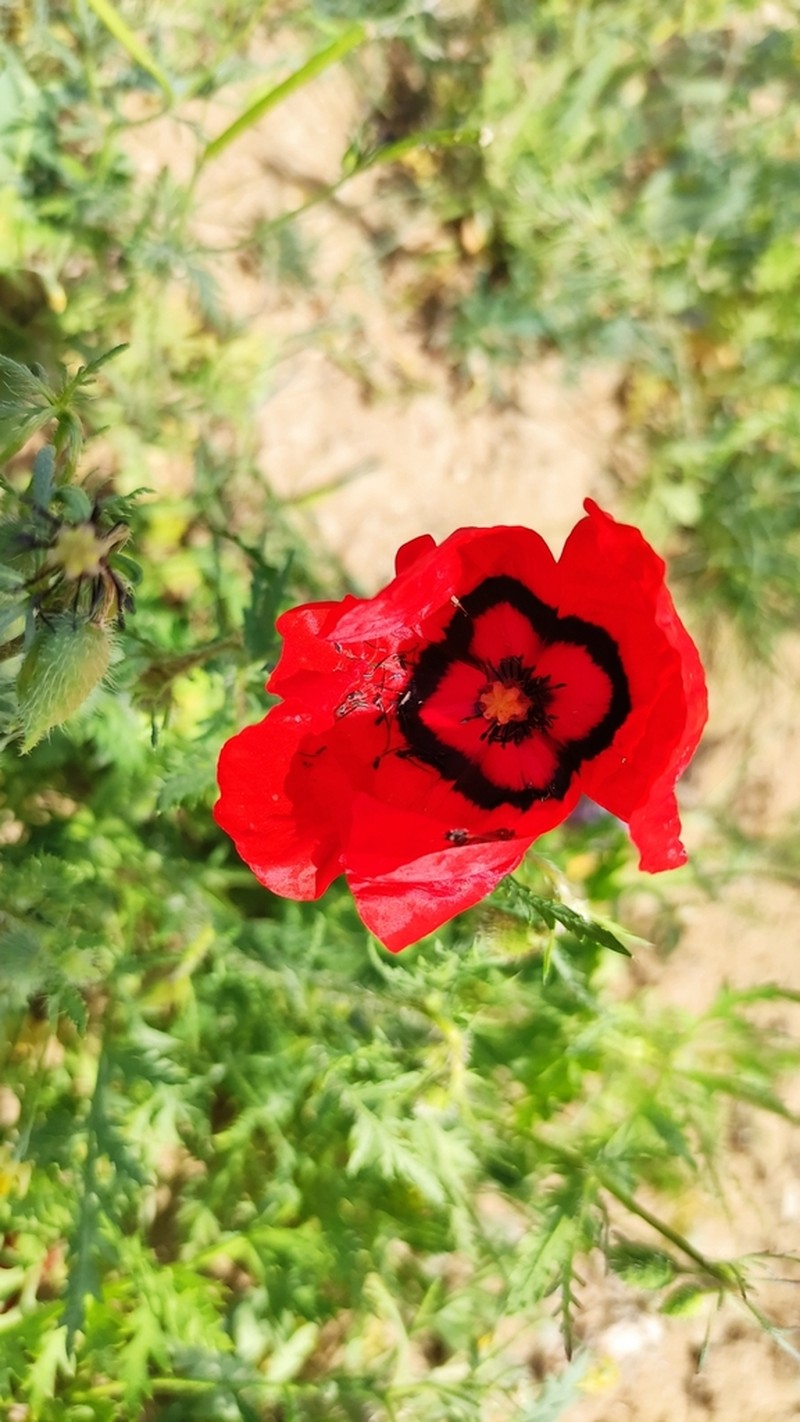 Roemeria pavonina photo 2