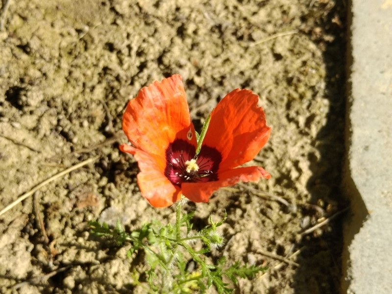 Roemeria pavonina photo 8