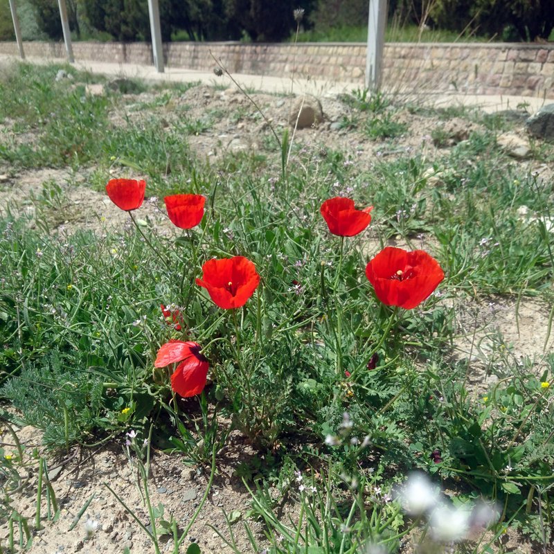 Spotted Asian Poppy photo 2
