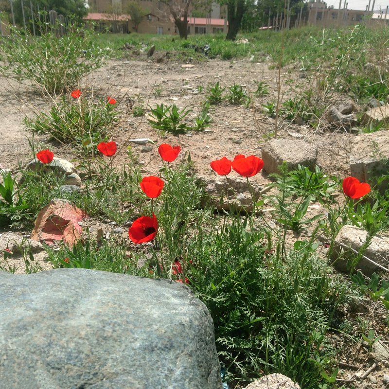 Spotted Asian Poppy photo 3