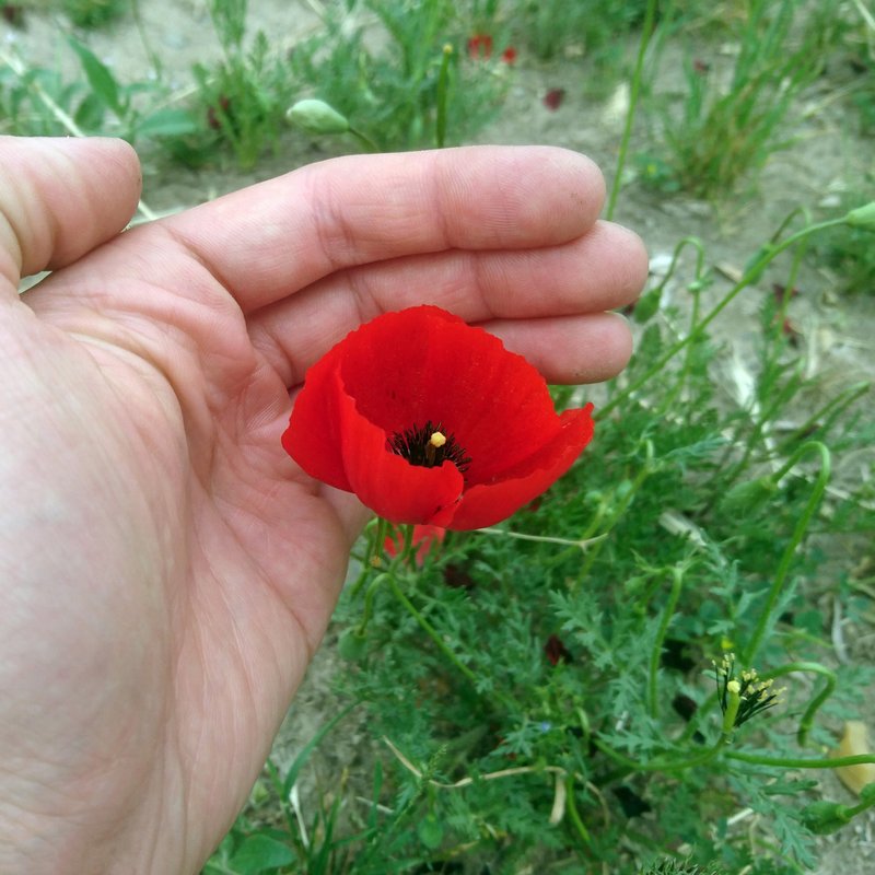 Spotted Asian Poppy photo 4