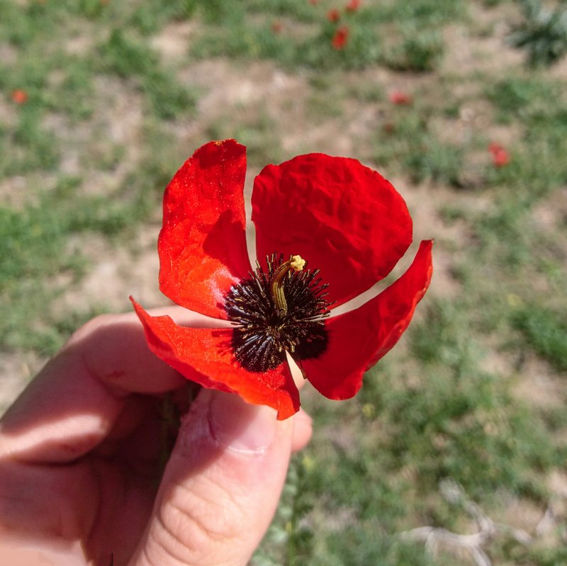Spotted Asian Poppy