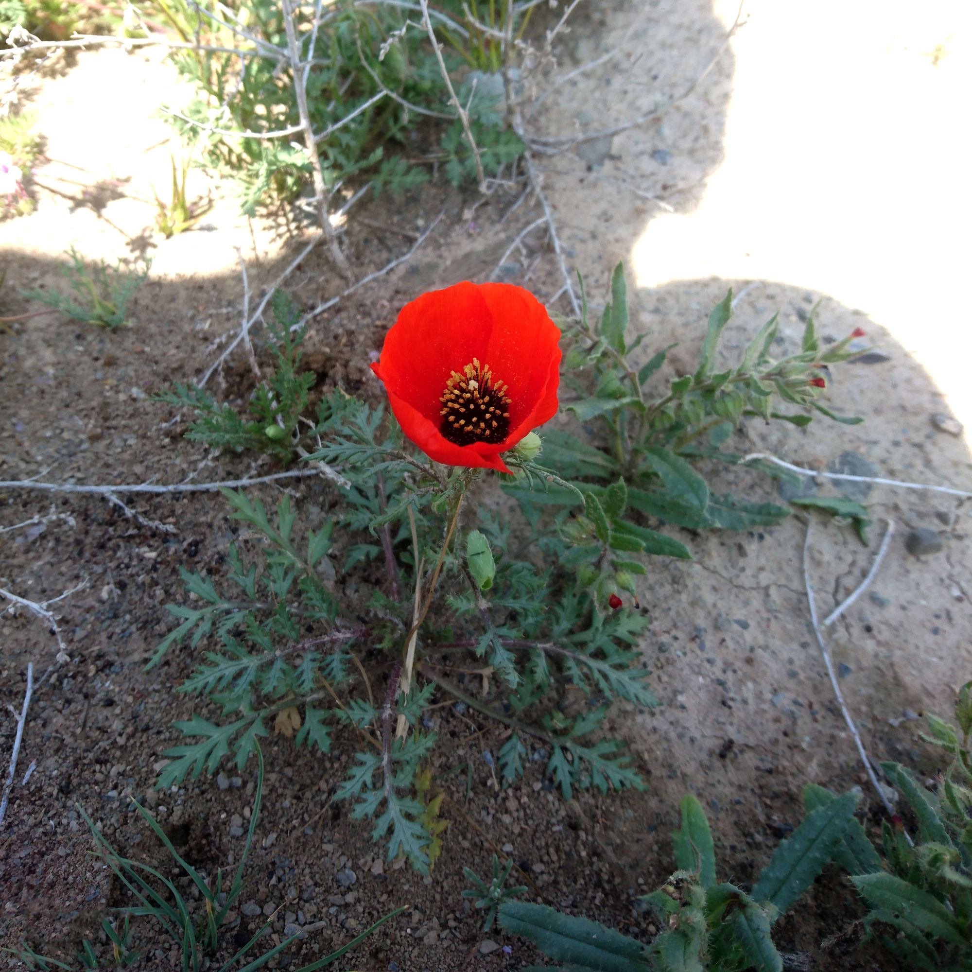 Spotted Asian Poppy photo 8