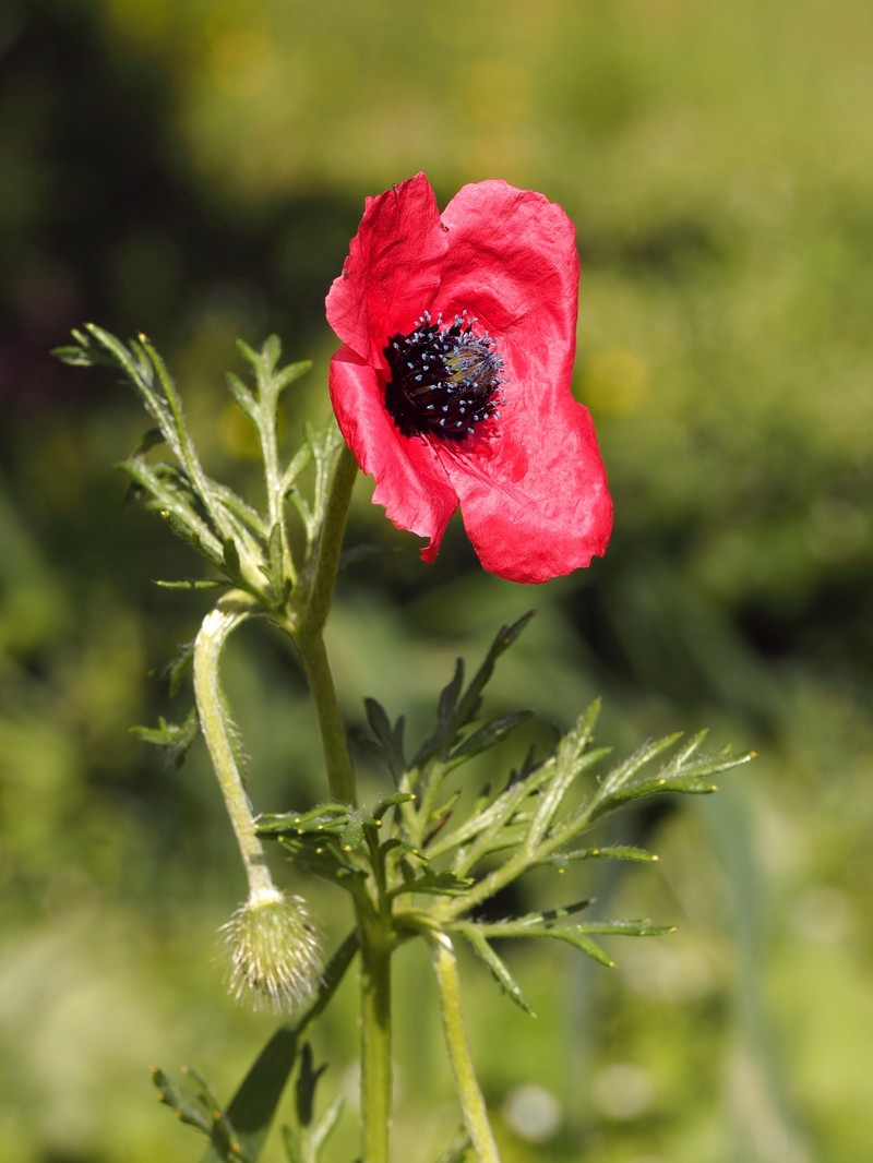 Round Pricklyhead Poppy photo 5