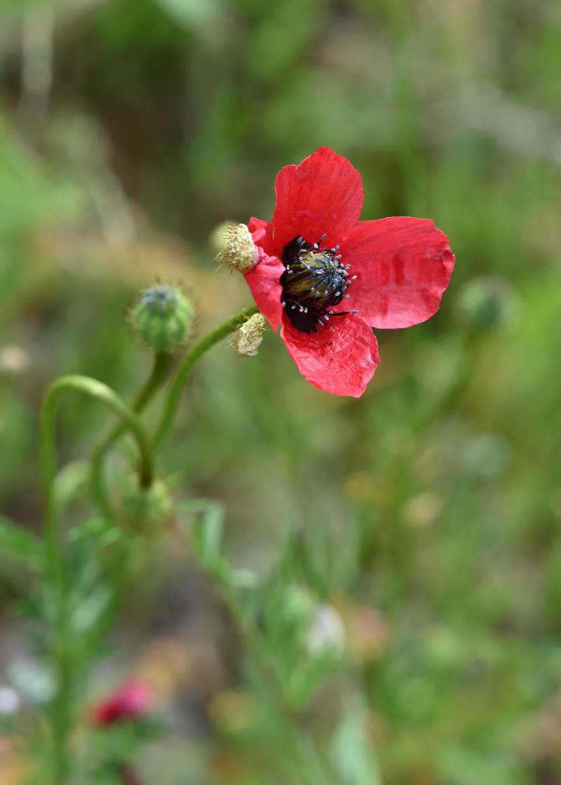 Round Pricklyhead Poppy photo 6