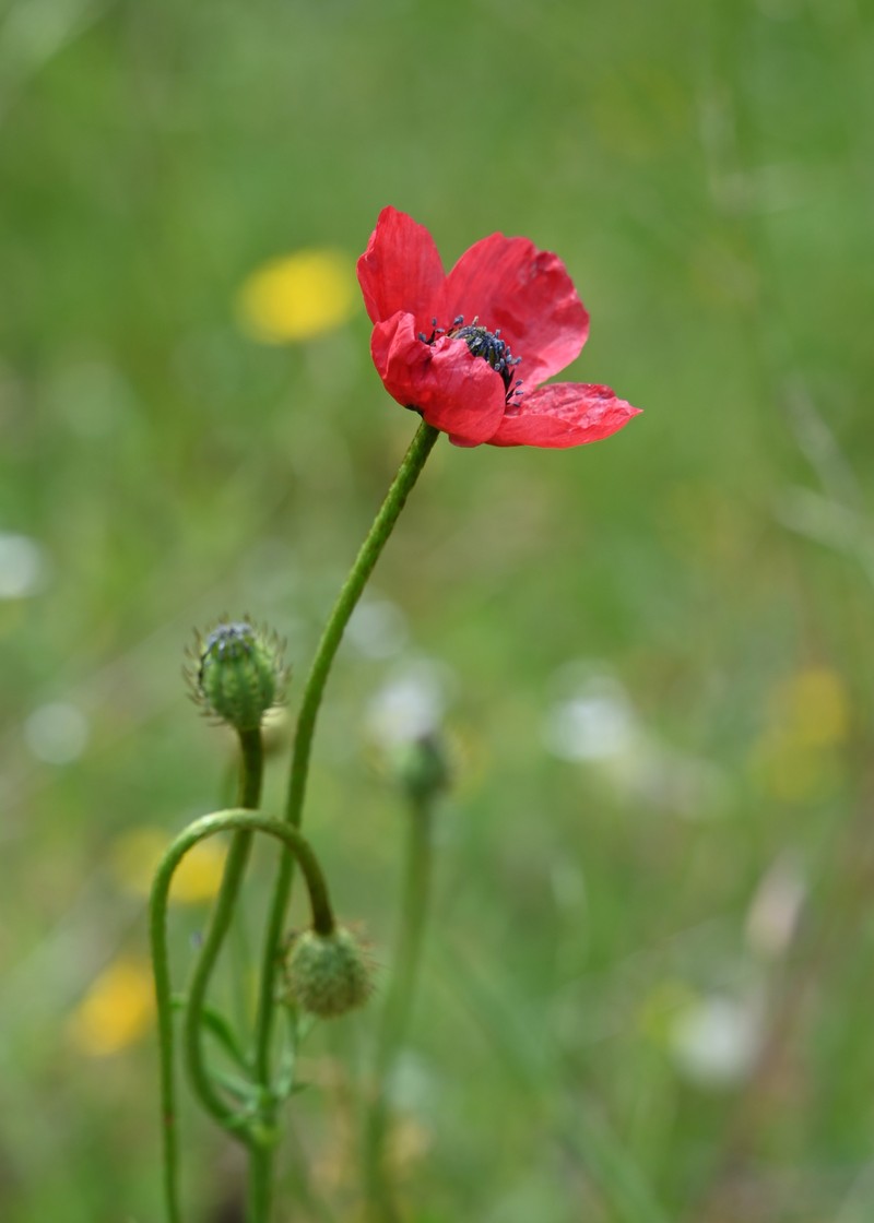 Round Pricklyhead Poppy photo 7