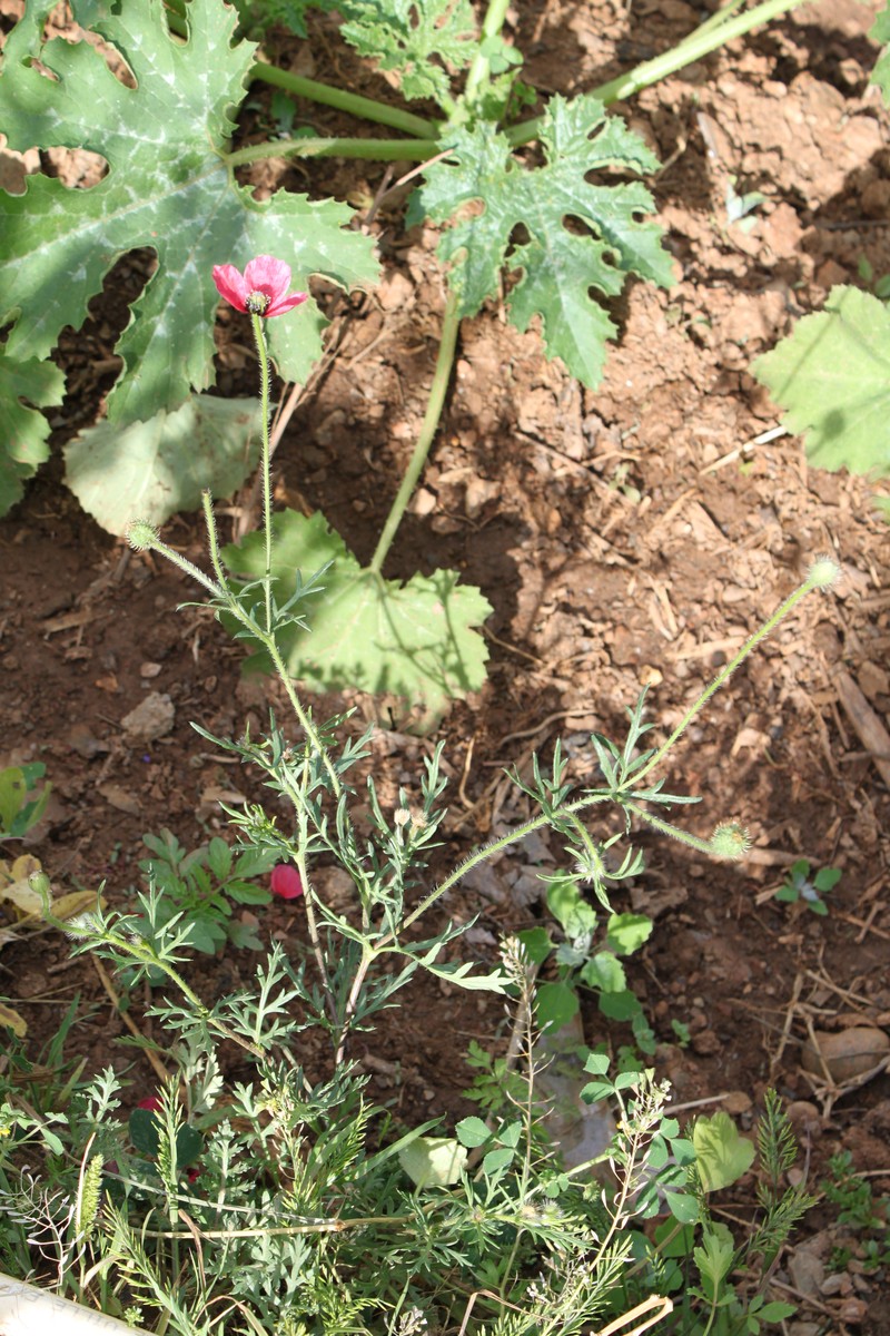 Round Pricklyhead Poppy photo 8