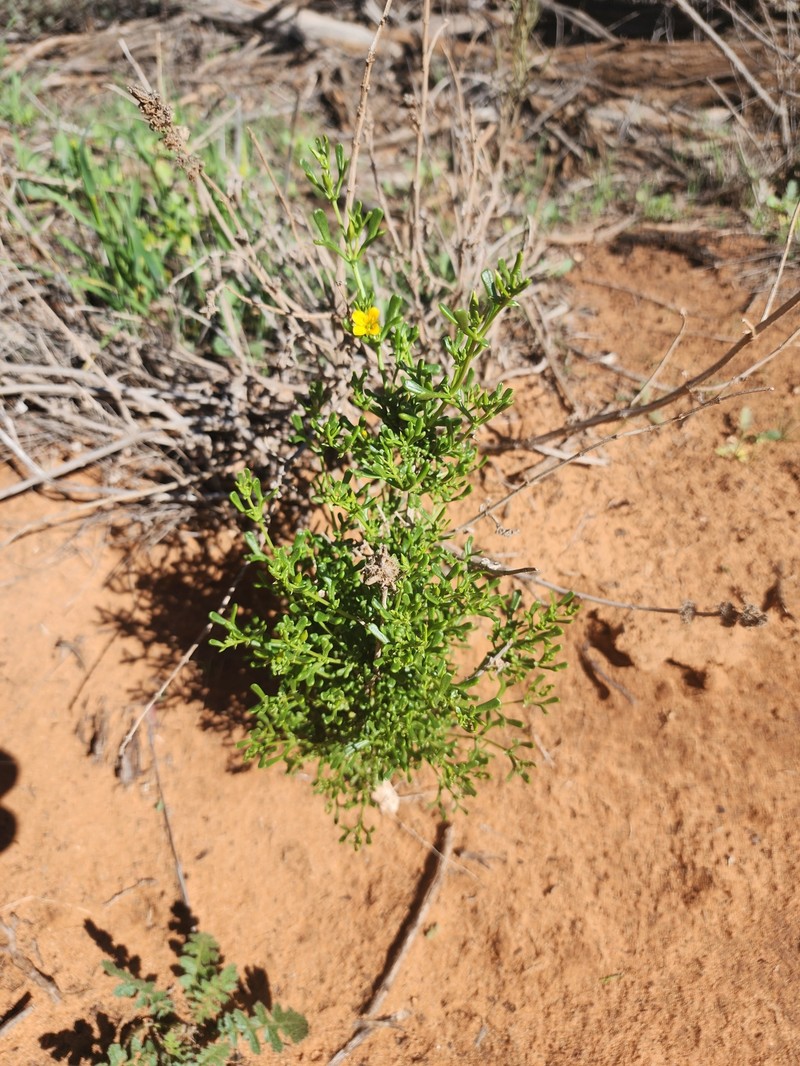 Roepera aurantiaca subsp. aurantiaca