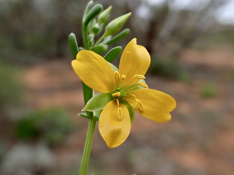 Roepera aurantiaca subsp. aurantiaca photo 2